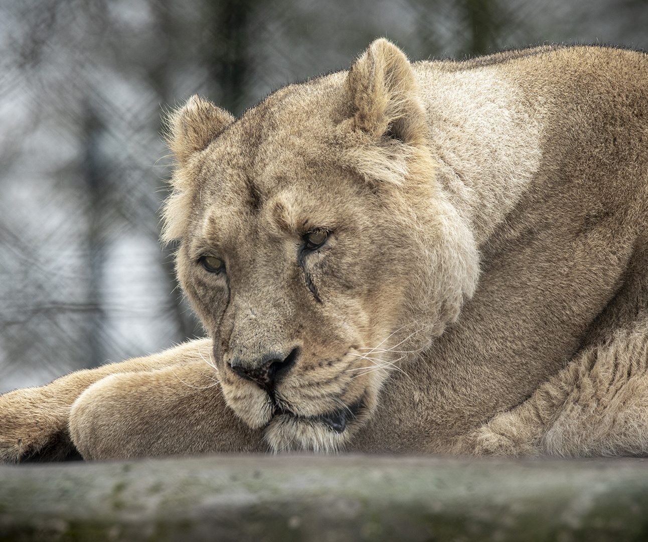 A lioness lying down at Chester Zoo