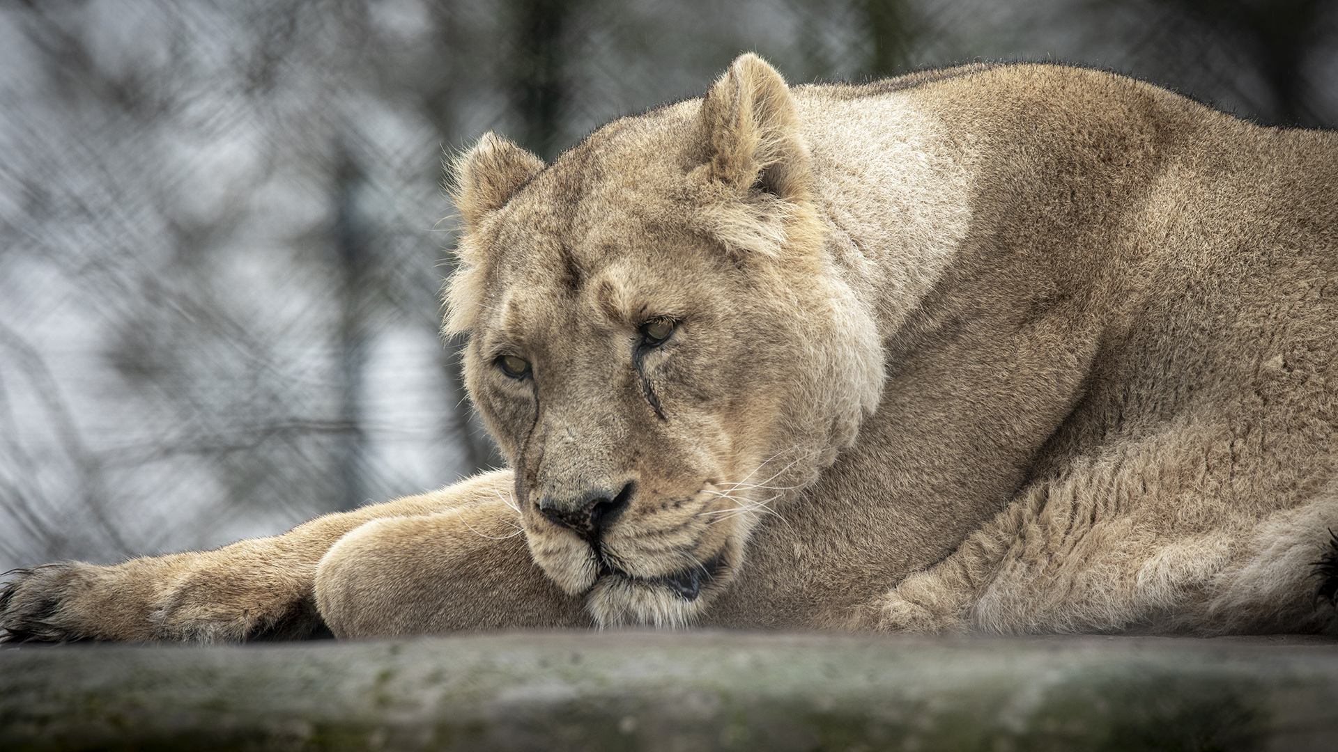 A lioness lying down at Chester Zoo