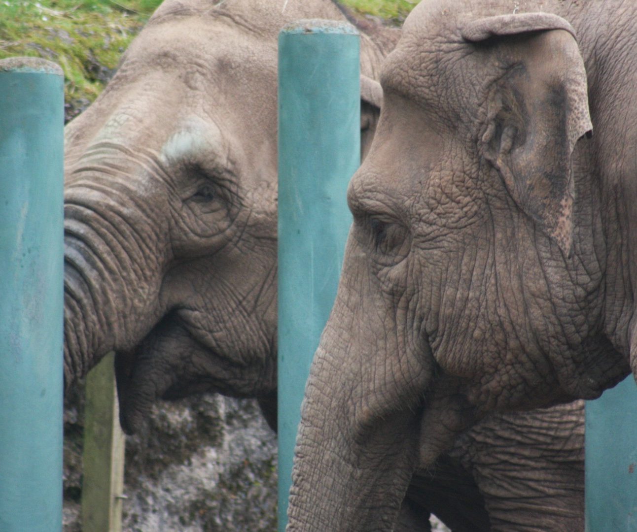 Two Asian elephants in a zoo enclosure