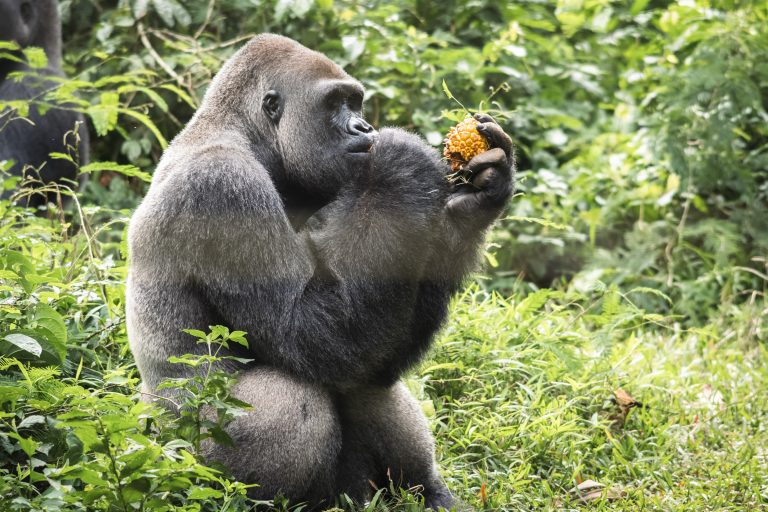 SEE A SELECTION OF PHOTOS FROM APE ACTION AFRICA