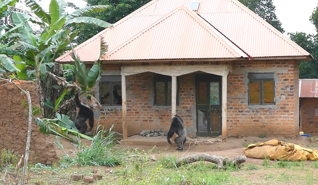 Buck and Isaac displaying outside Manyindo's house © Bulindi Chimpanzee and Community Project