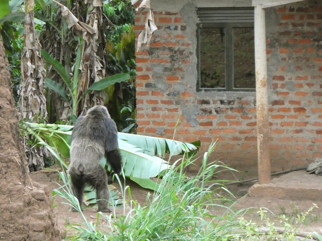 Isaac outside Manyindo's house © Bulindi Chimpanzee and Community Project