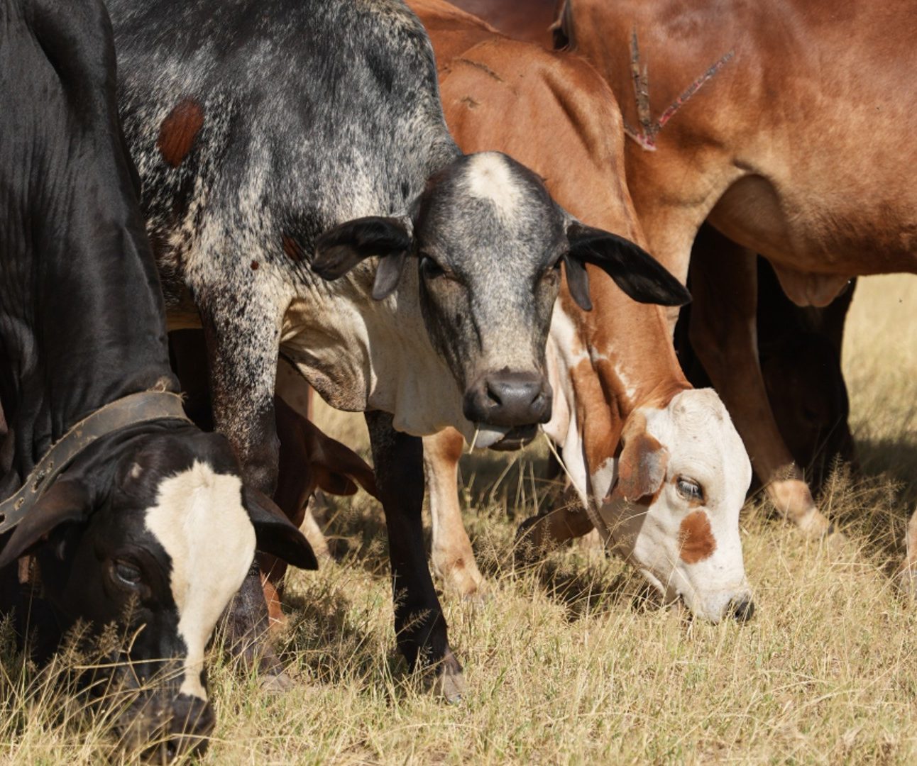 Cattle standing in a line eating grass