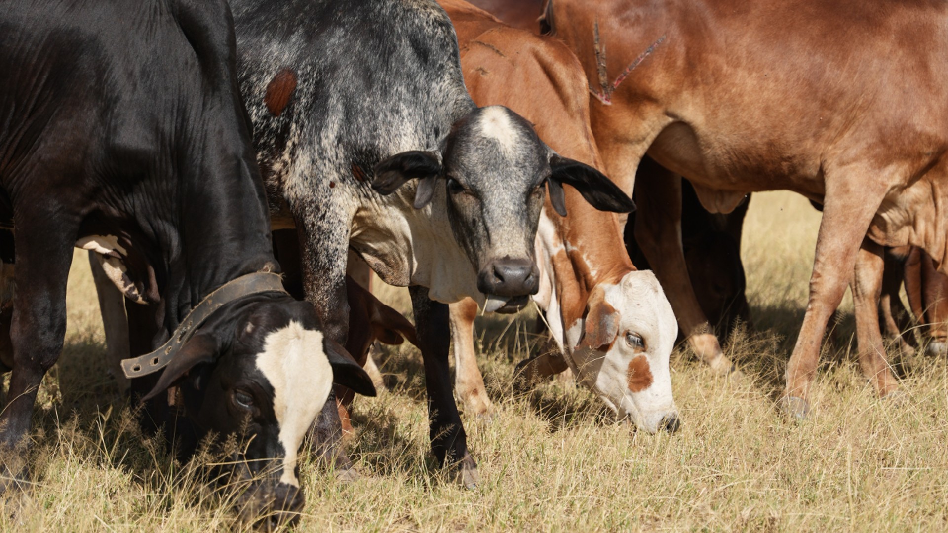 Cattle standing in a line eating grass