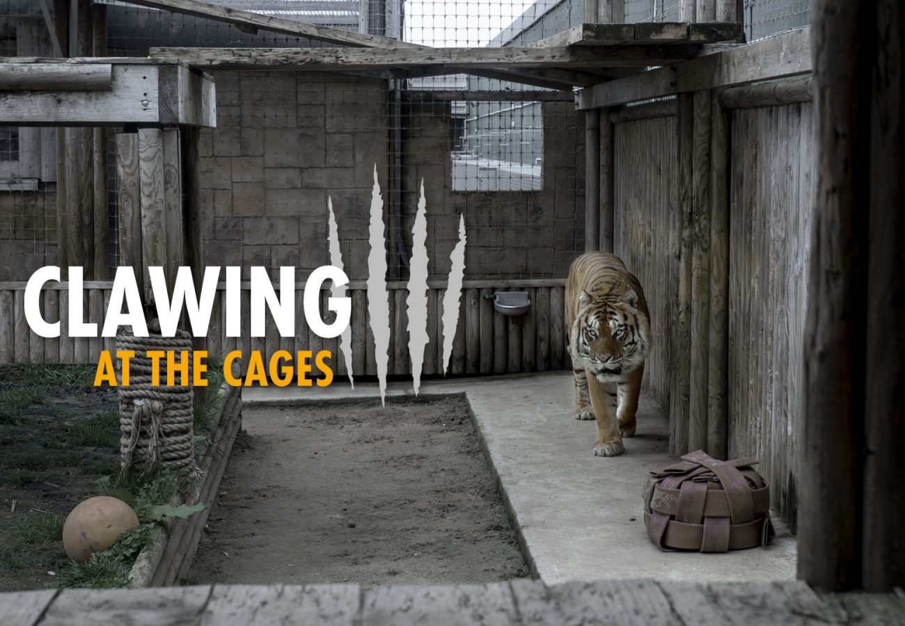 A tiger paces inside a small concrete zoo enclosure; text reads 'Clawing at the Cages'