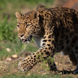 A beautiful leopard walking across grassland