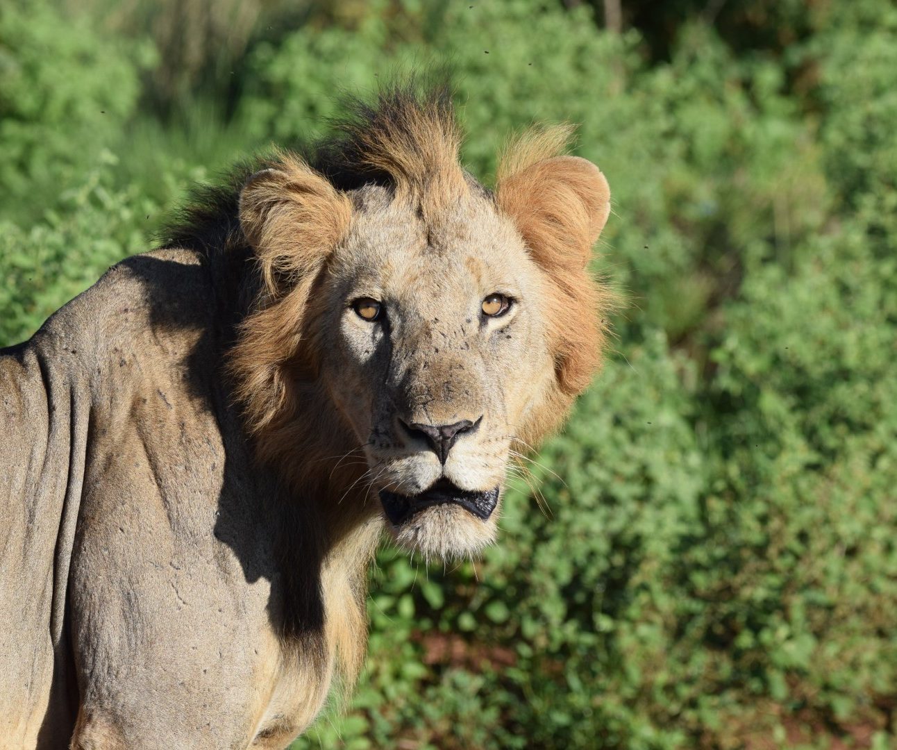 A wild male lion in Kenya