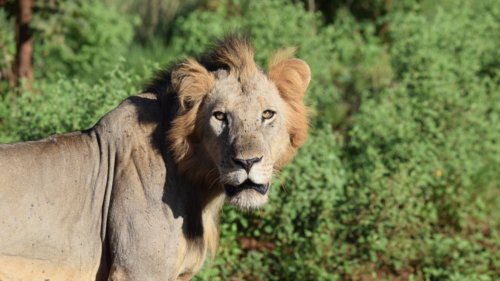 A wild male lion in Kenya