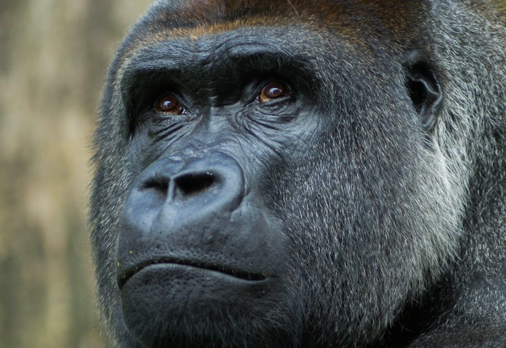 Close up of the face of a gorilla