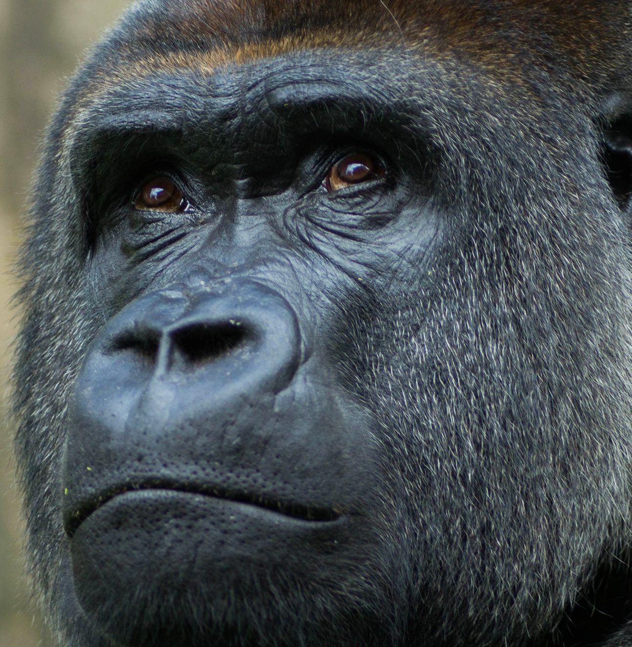 Close up of the face of a gorilla