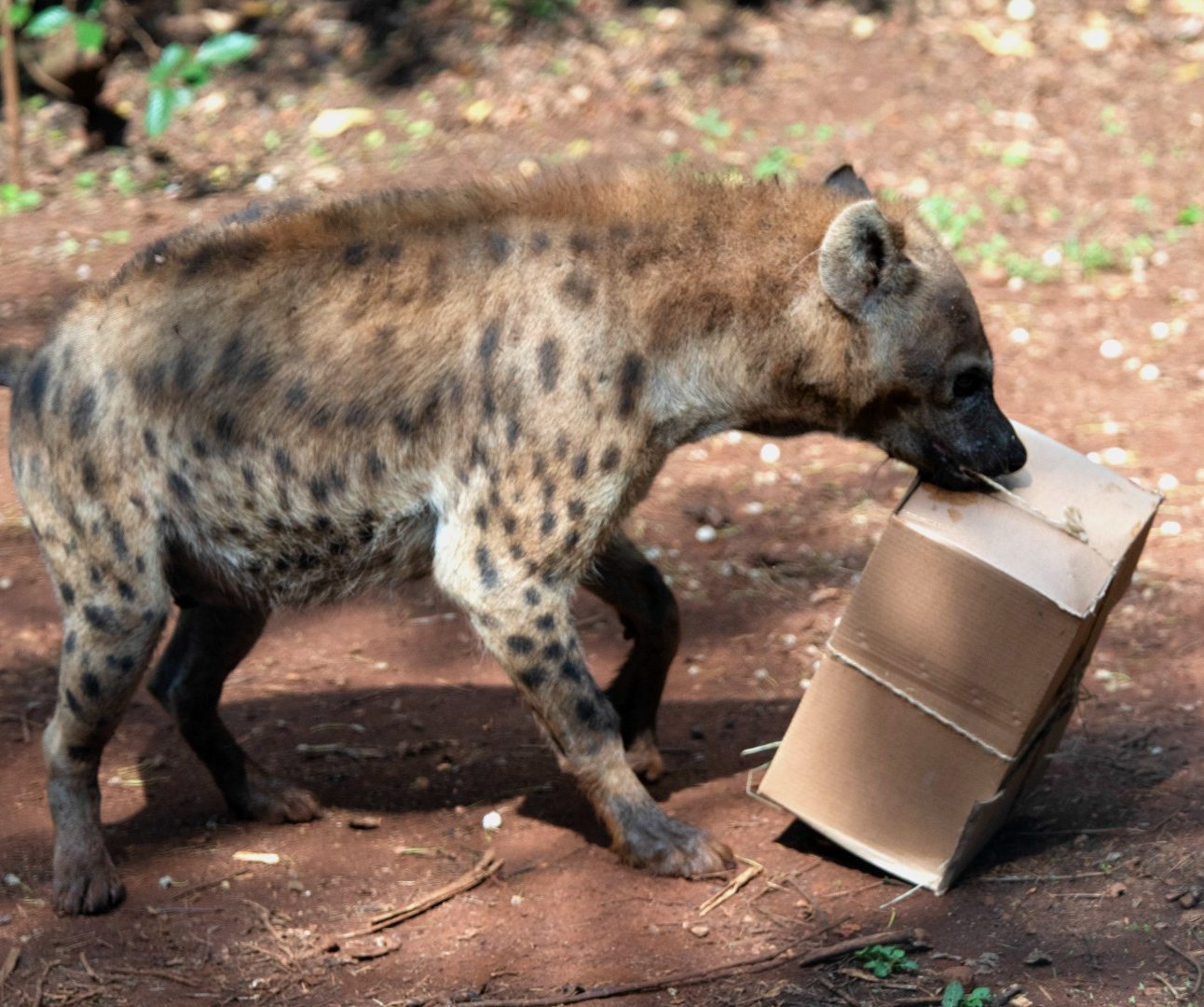 A photo of a hyena carrying a cardboard box packed with meat and vegetables, in its mouth
