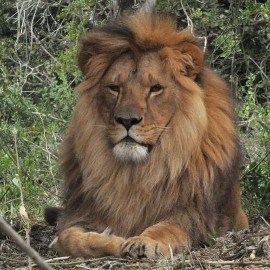 A male lion lying comfortably in the long grass and bushes