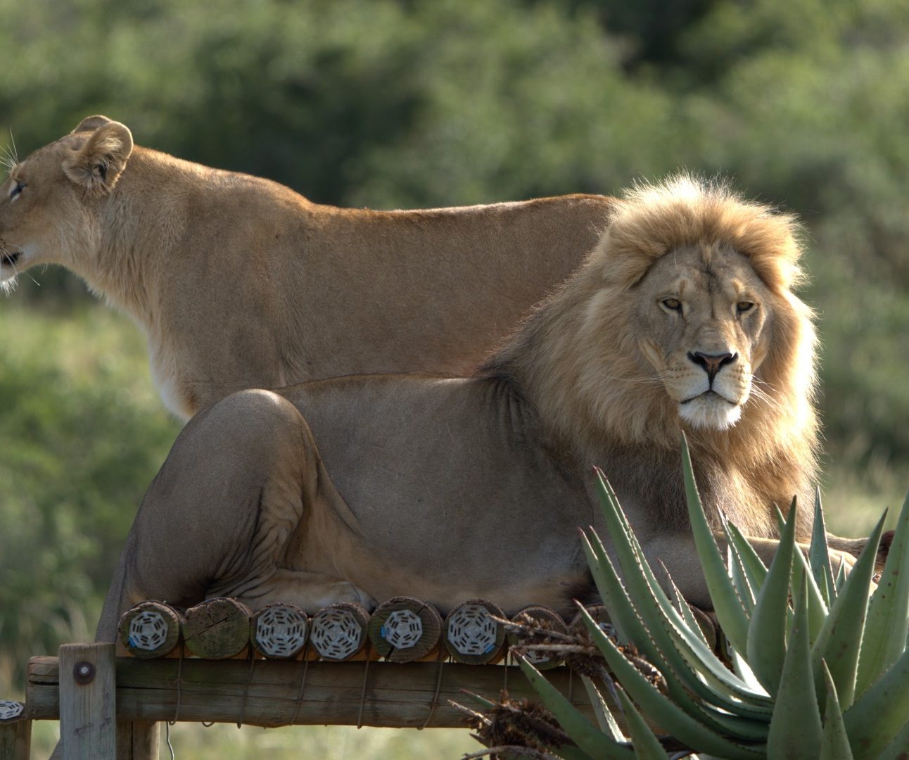 A lion lying peacefully on a wooden platform surrounded by greenery and African plants, with a lioness standing on the platform behind him