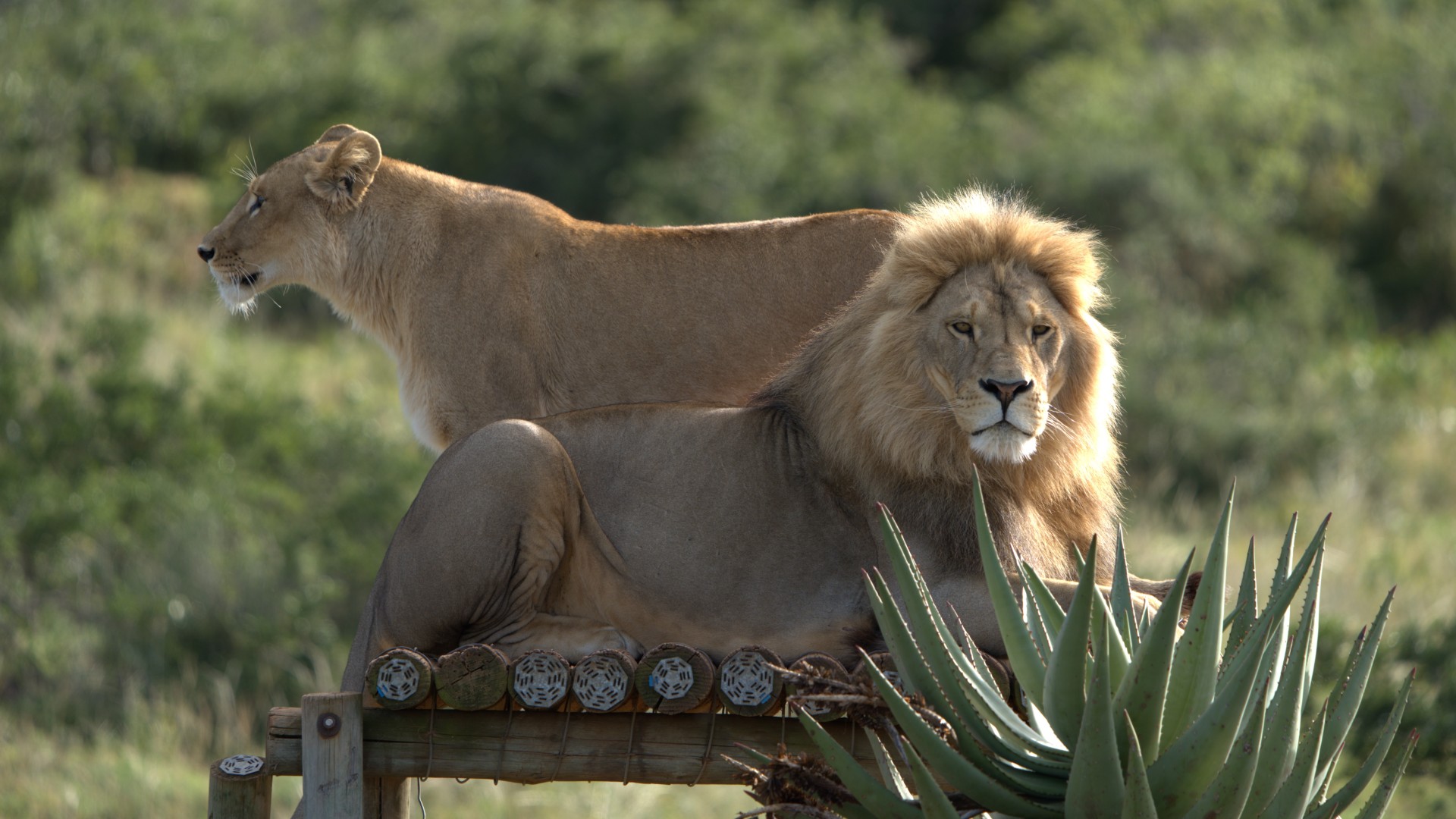 A lion lying peacefully on a wooden platform surrounded by greenery and African plants, with a lioness standing on the platform behind him