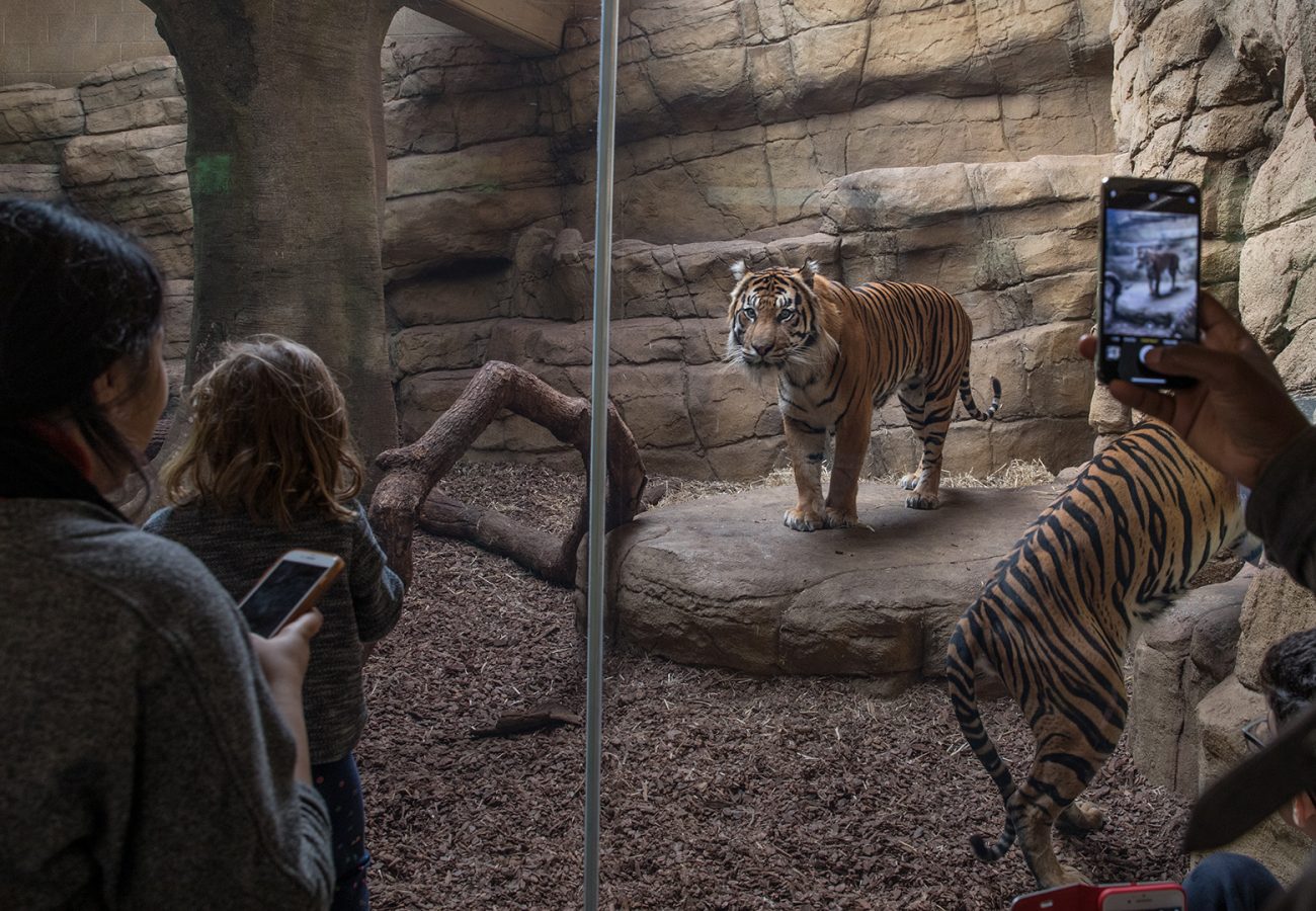 Two tigers pace inside a small indoor zoo enclosure, while onlookers take photos on their phones through the glass