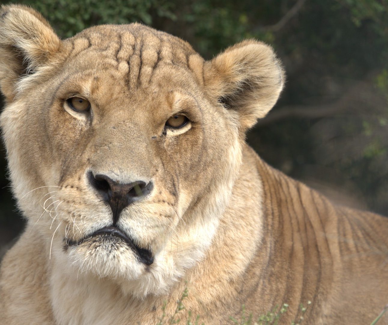 A close-up photo of a male lion with no mane