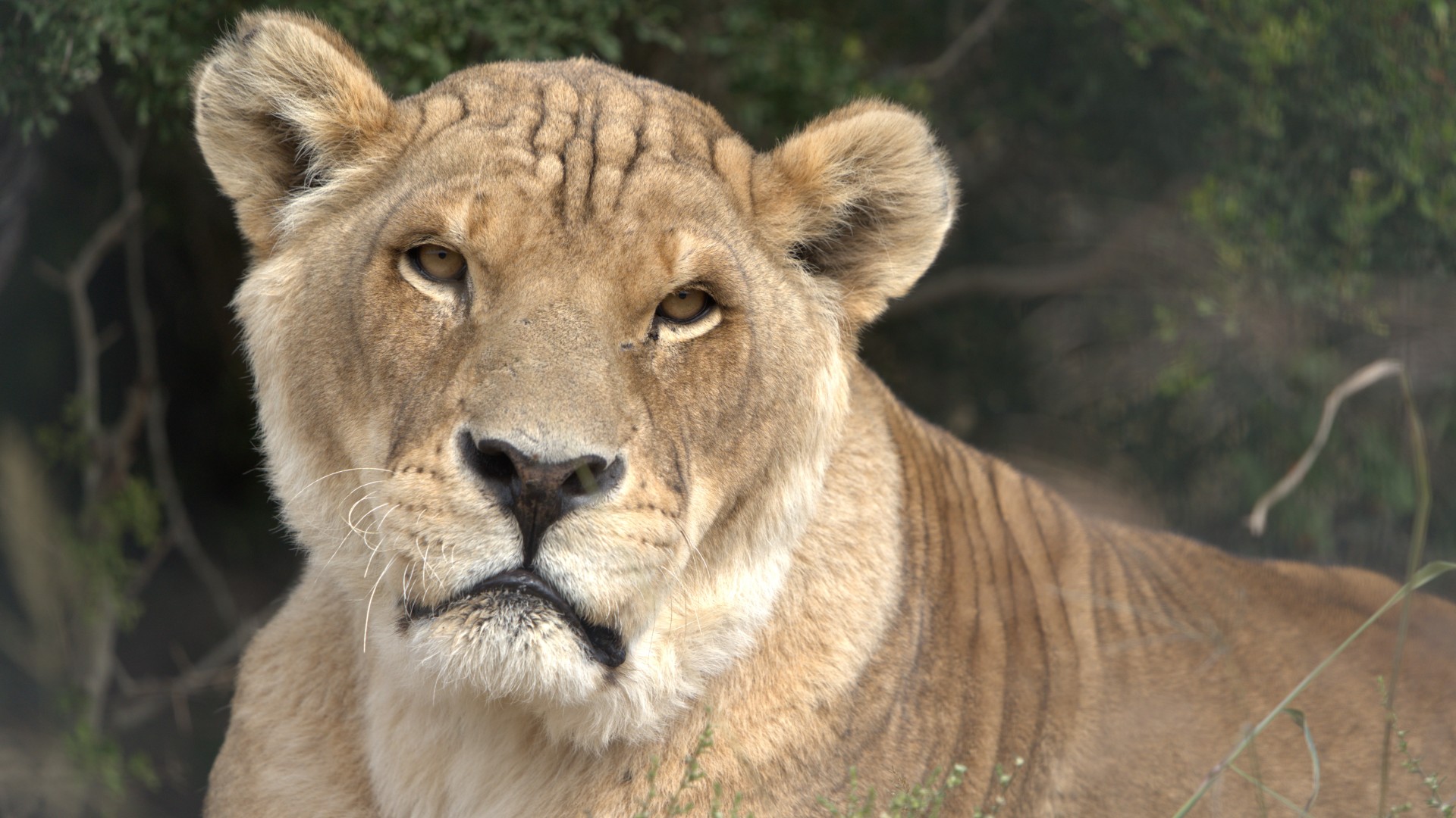 A close-up photo of a male lion with no mane