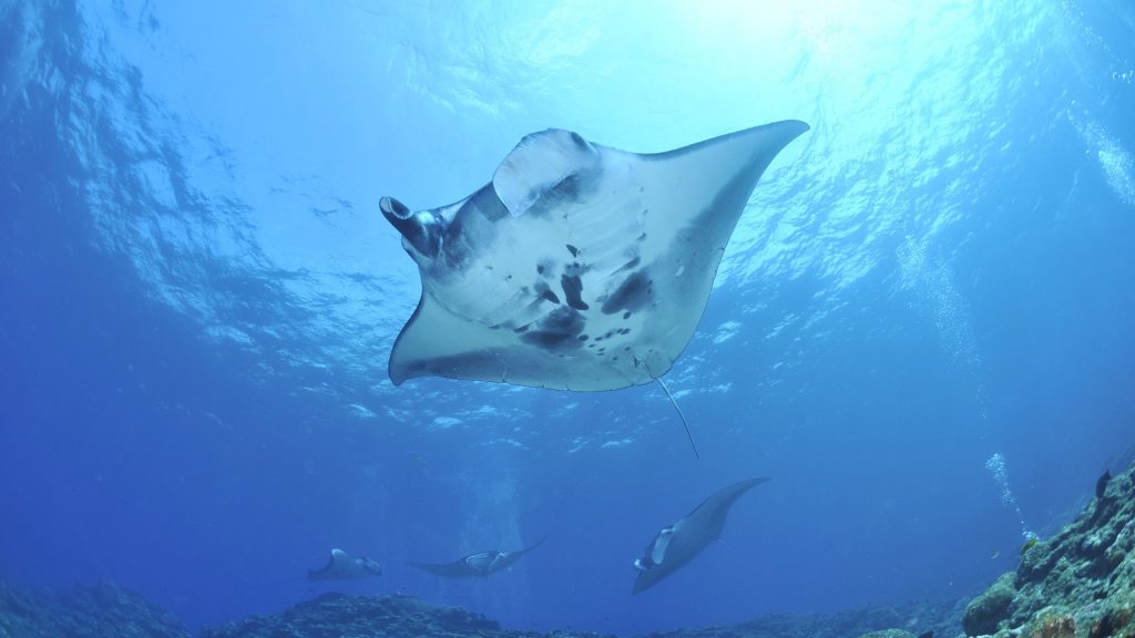 Underwater image of the underneath of a manta ray