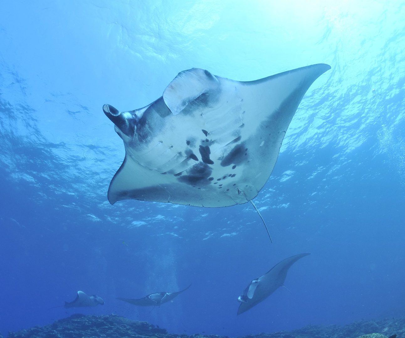 Underwater image of the underneath of a manta ray