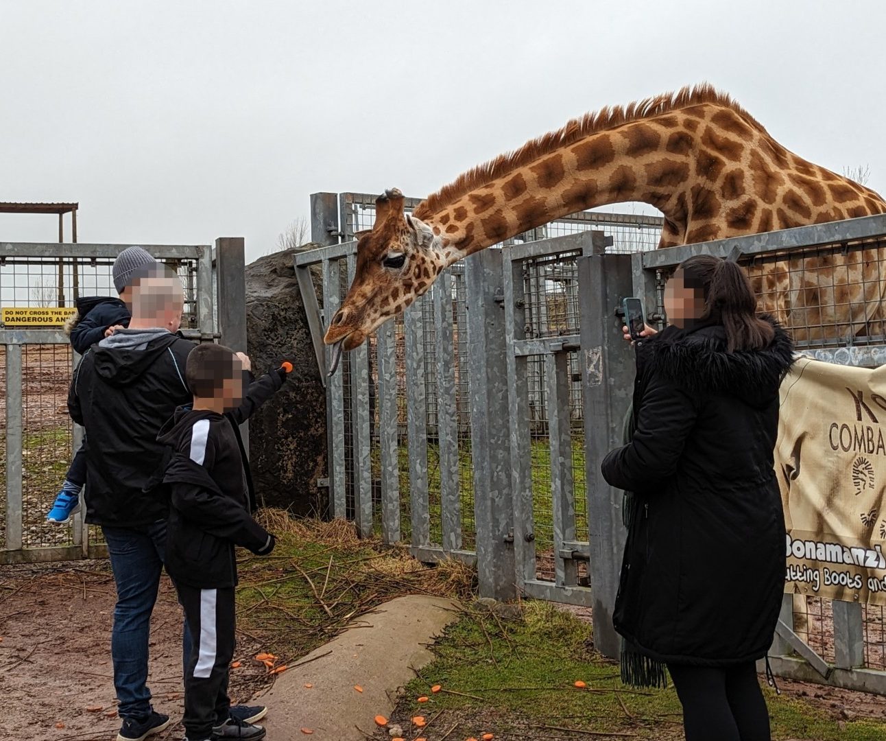 A photo of a giraffe leaning over a metal railing, being fed by some people with blurred faces. The giraffe enclosure is barren