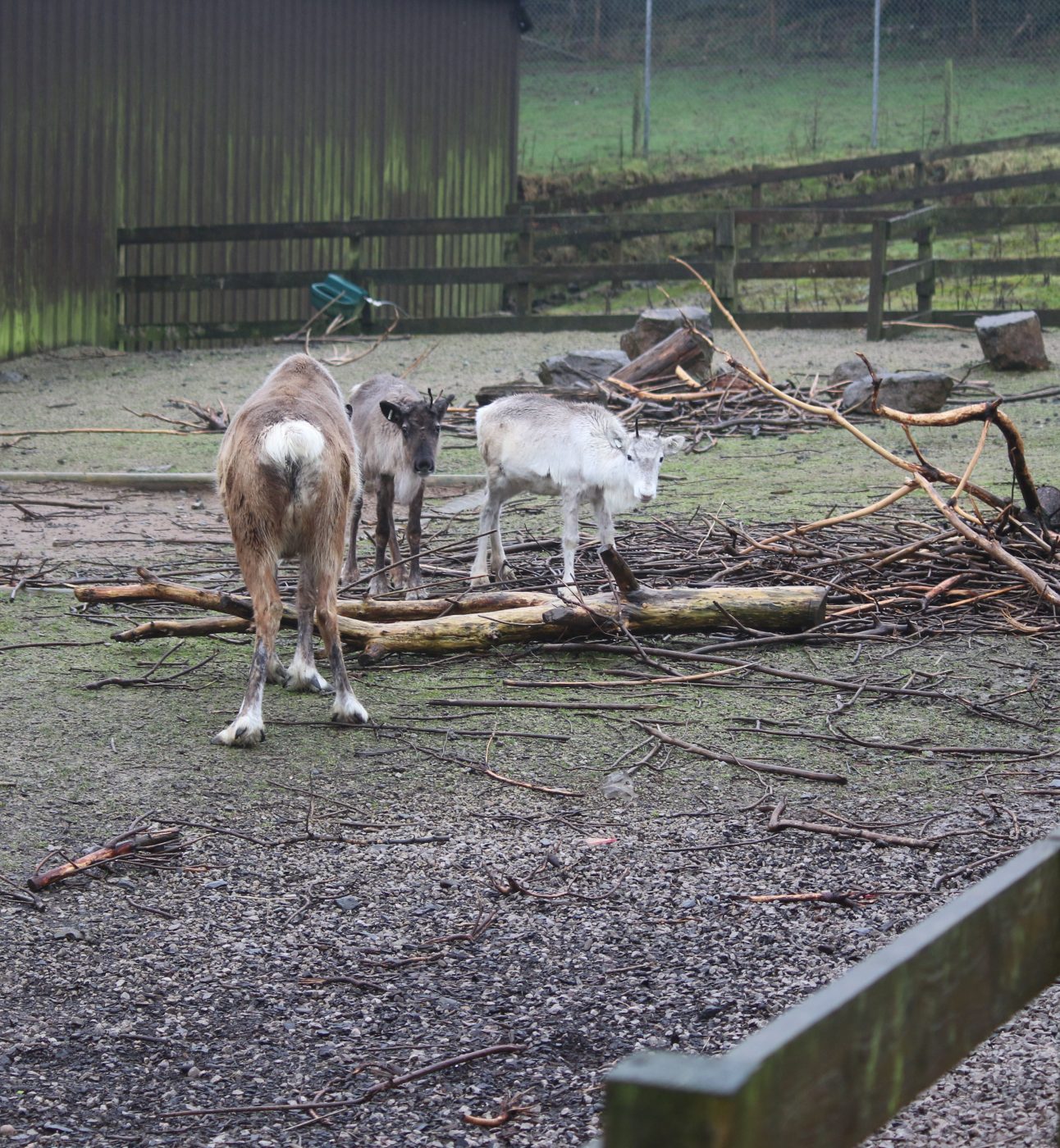 A group of reindeer standing in a grim and barren enclosure at South Lakes Safari Zoo in Cumbria