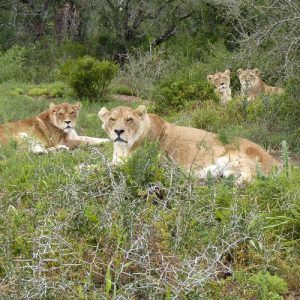 Four lions lying peacefully together in the long grass