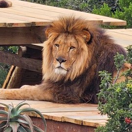 A male lion lying on a wooden platform surrounded by shrubs and bushes