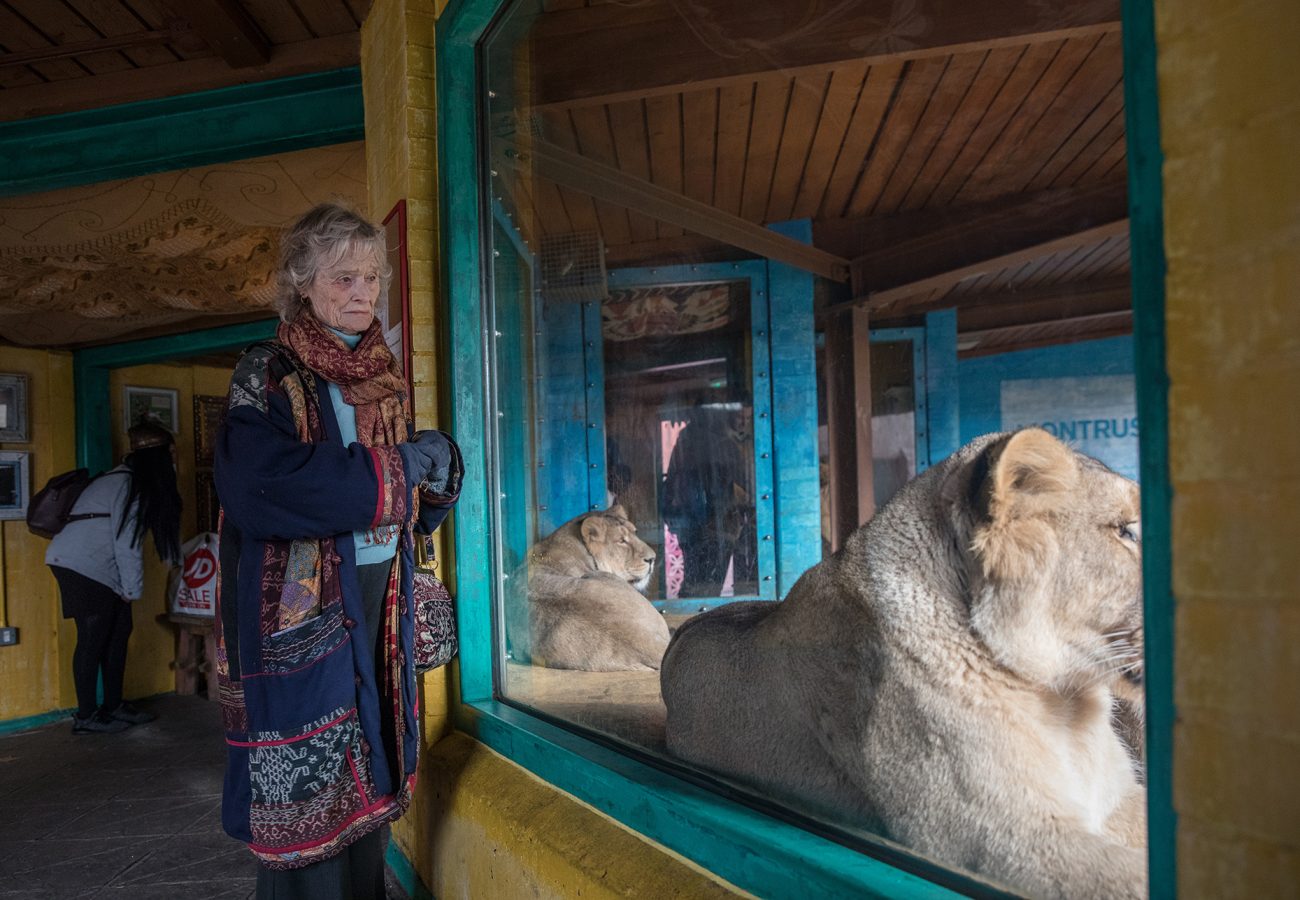 Dame Virginia McKenna looking through the glass of a zoo exhibit at two lions