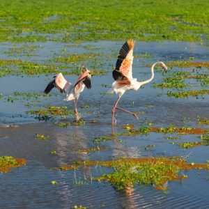 Two flamingos taking off from a shallow pool with green plants in it
