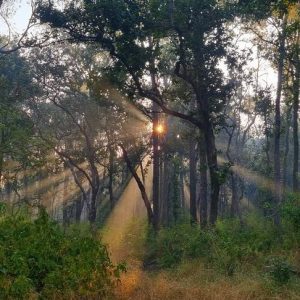 The sun shining through a dense Indian forest