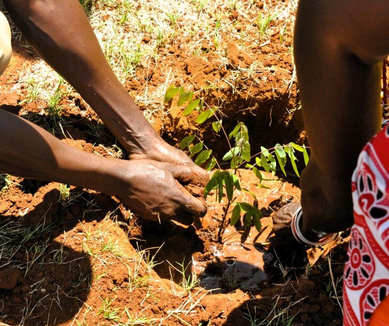 A close-up image of people's hands planting trees into the soil