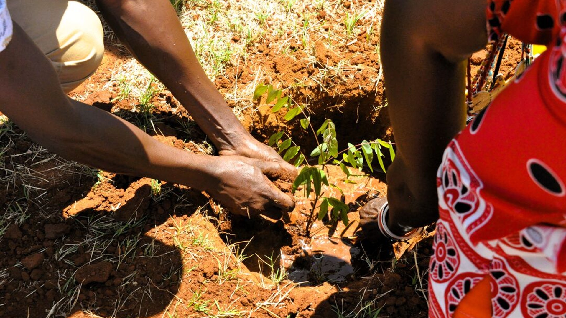 A close-up image of people's hands planting trees into the soil