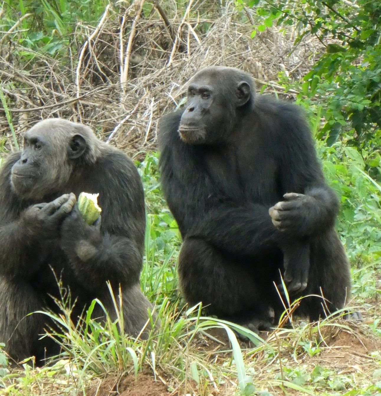 Chimpanzees Issac and Buck (c) Bulindi Chimpanzee and Community Project