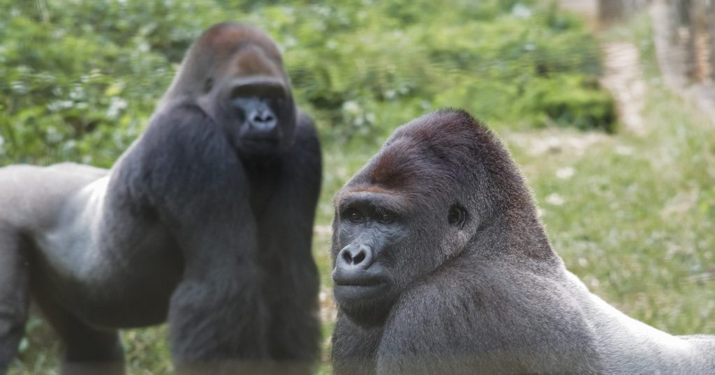Eto’o (front) and Nkamum, Mefou Primate Sanctuary © Ian Bickerstaff, Ape Action Africa