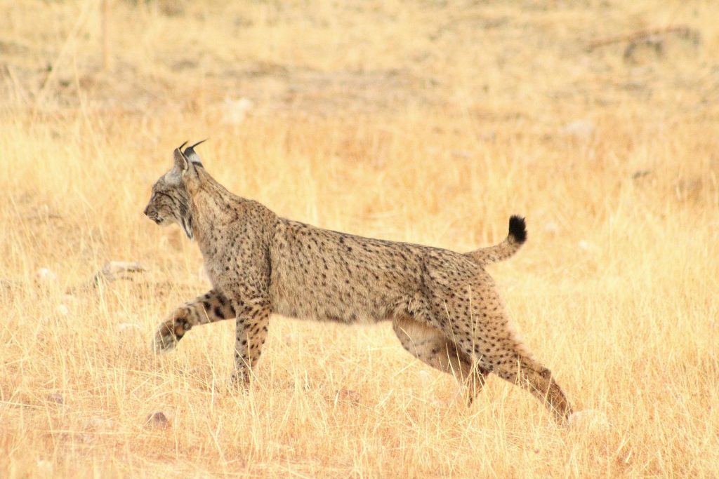 An Iberian lynx walking in dried grass