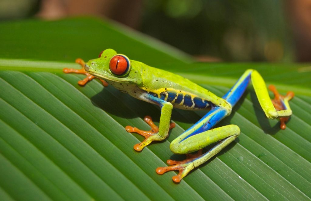 A red-eyed tree frog perched on a leaf