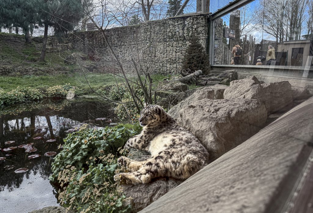 A snow leopard lying on a rock at Twycross Zoo; in the background people can be seen behind the glass of its enclosure