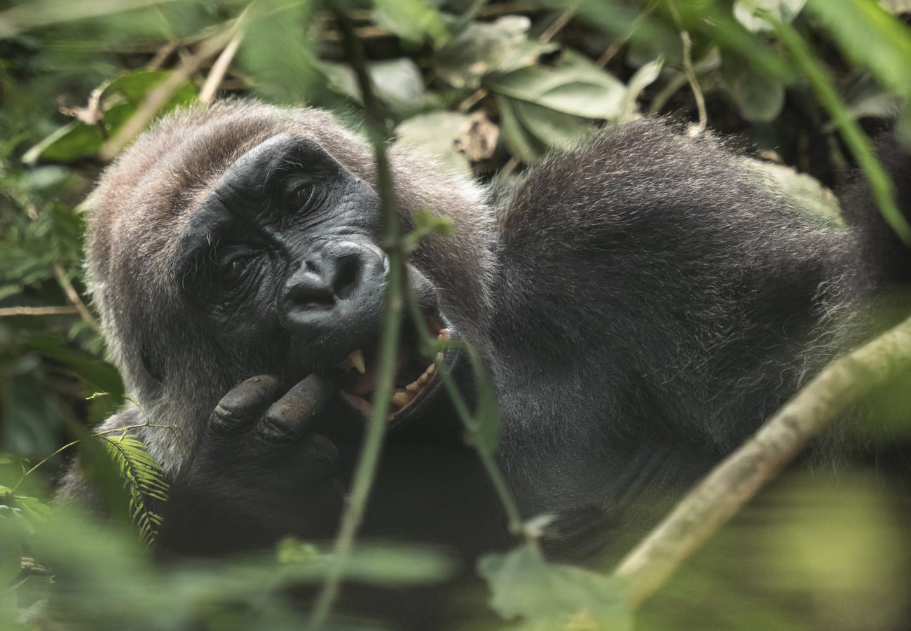 Close up of gorilla Avishag laying sideways