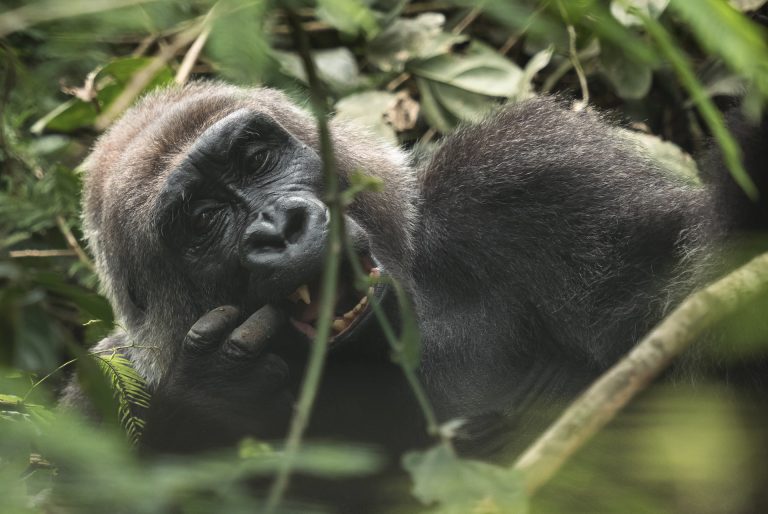 Mefou Primate Sanctuary Gallery