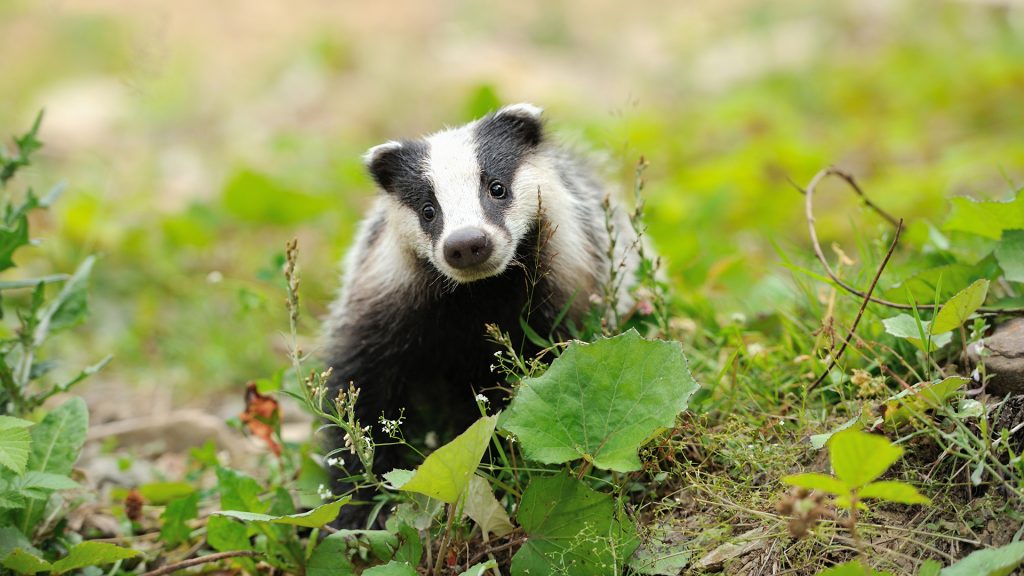 A badger looks at the camera with head tilted