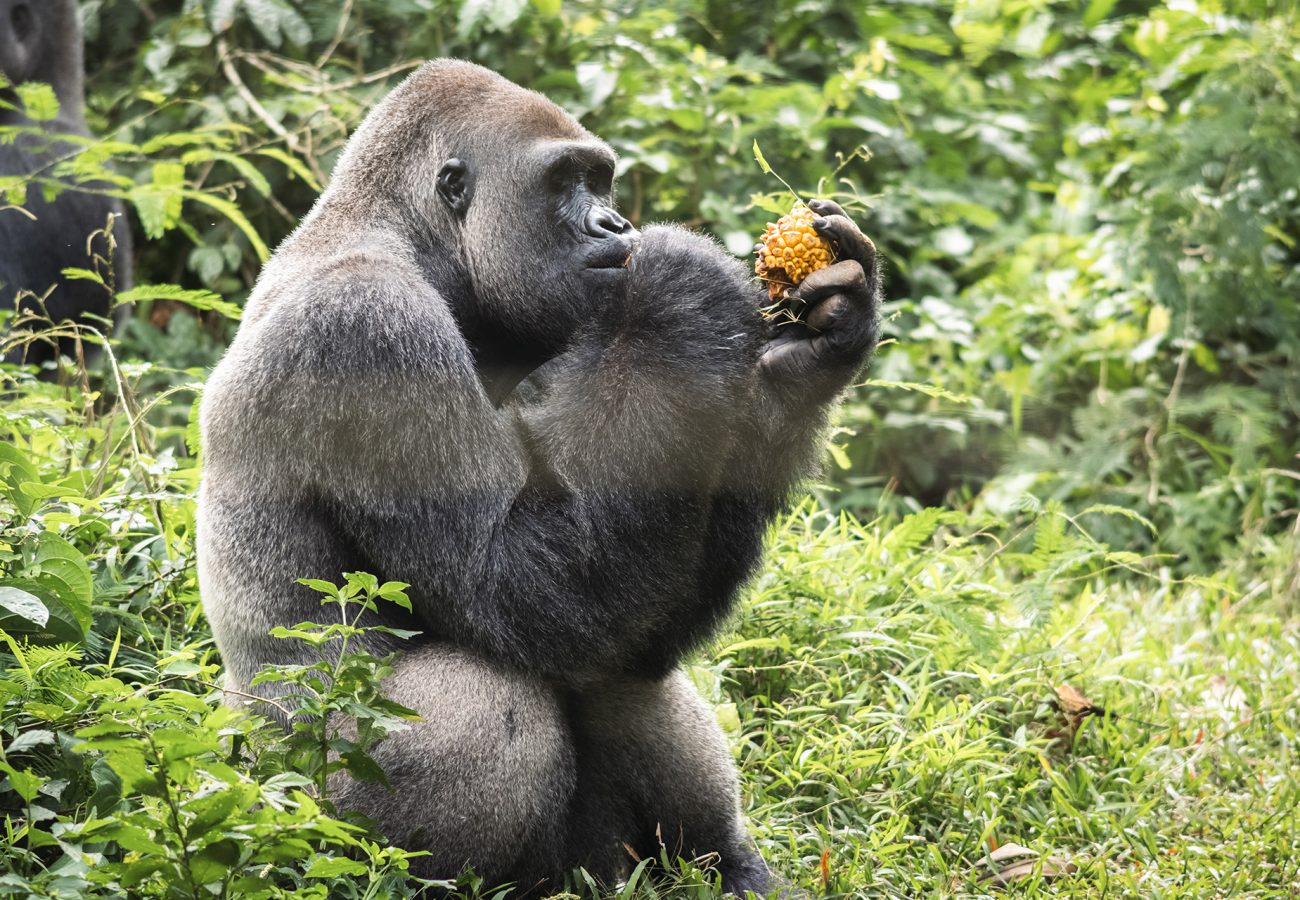 Silverback gorilla Bobo eating a fruit