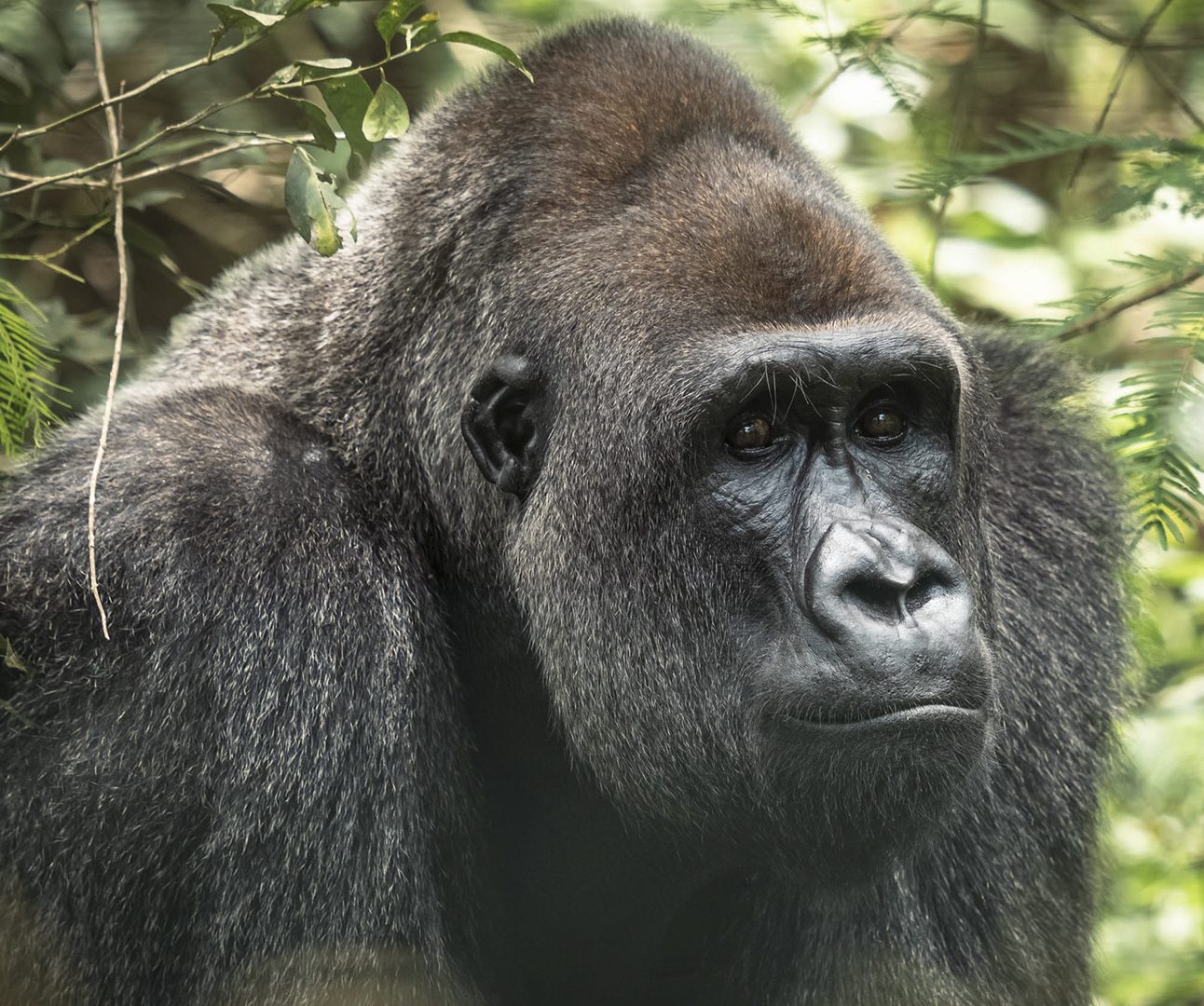 Close up of silverback gorilla Bobo