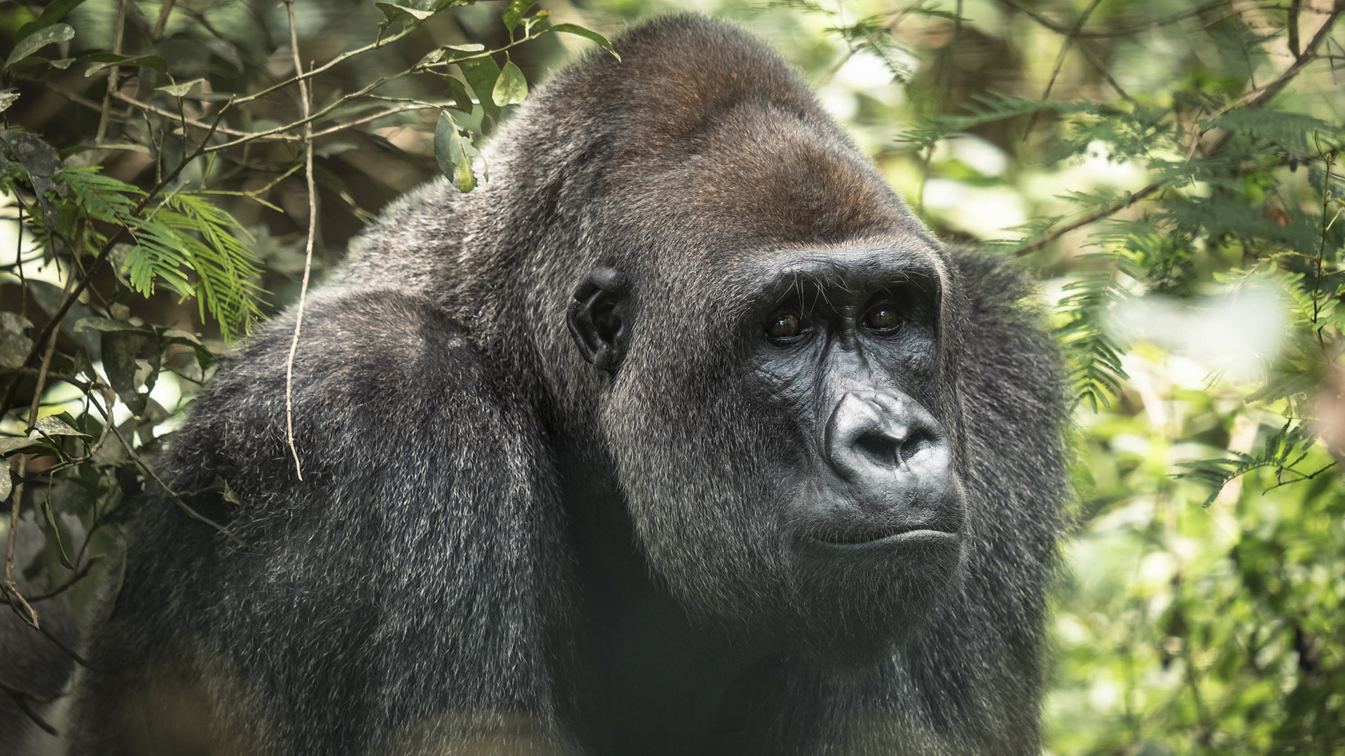 Close up of silverback gorilla Bobo