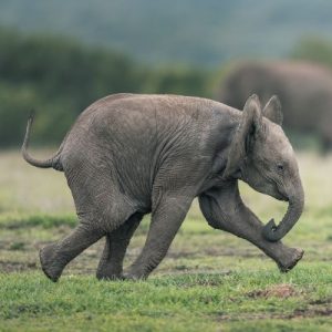 A baby elephant charging as if running