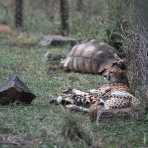 Two cheetah lying in a grassy enclosure with a giant tortoise