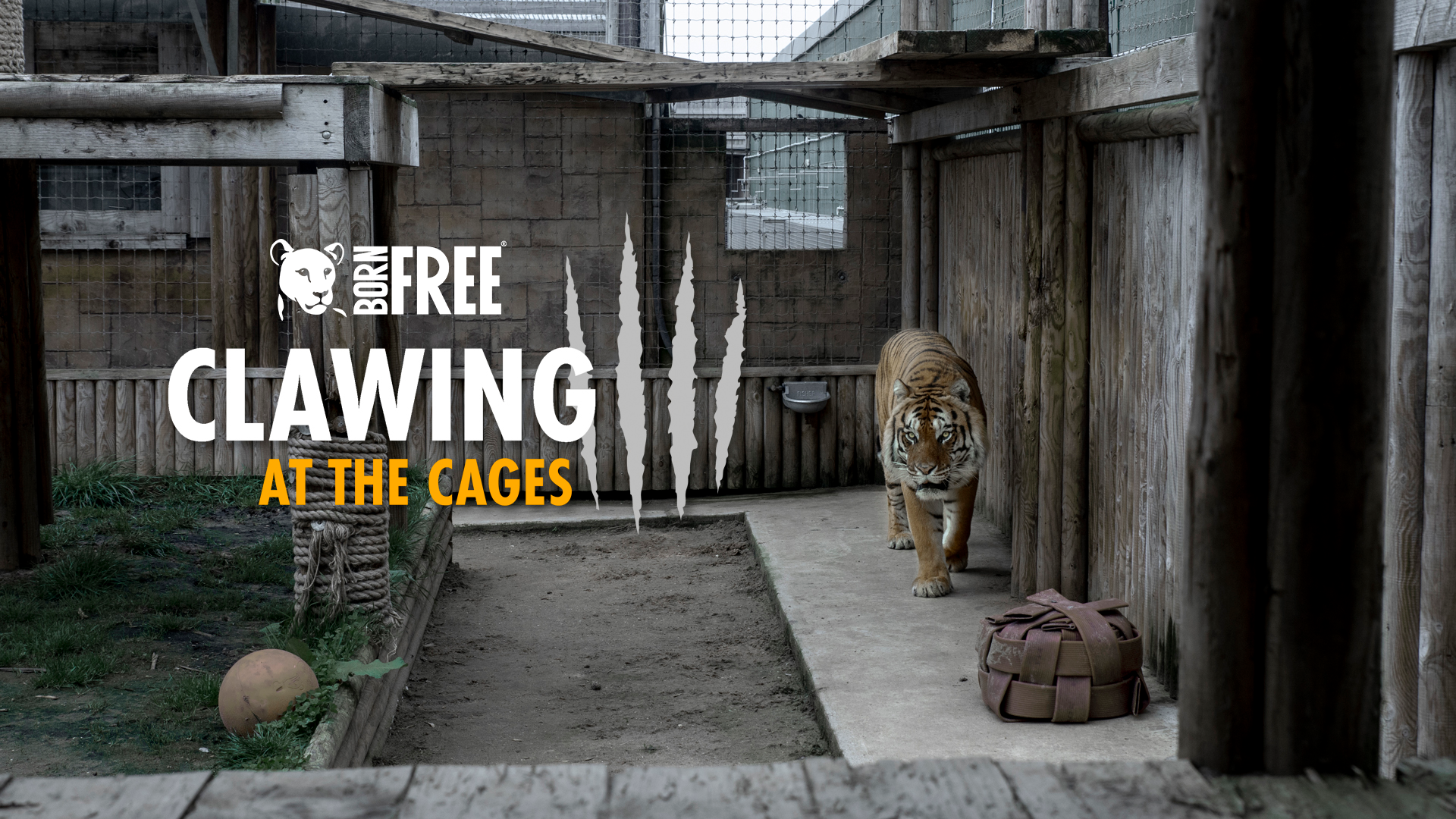 A lion lies behind the glass wall of a zoo enclosure, test reads 'clawing at the cages'