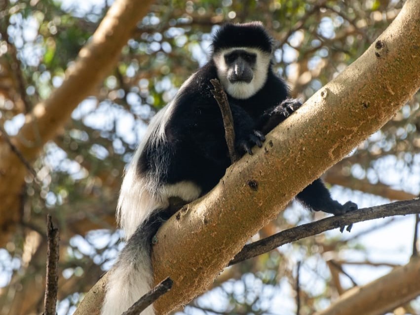 Colobus Monkey (c) Ontulili Primates Protection