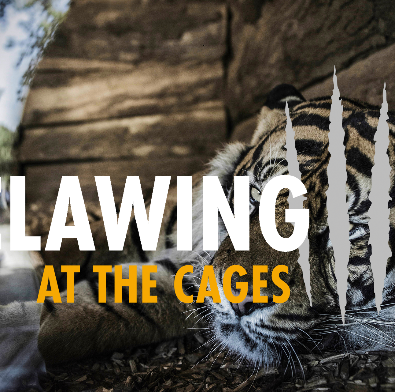 A lion lies behind the glass wall of a zoo enclosure, test reads 'clawing at the cages'