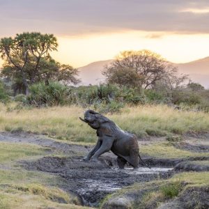 An elephant enjoying a mud bath at sunset