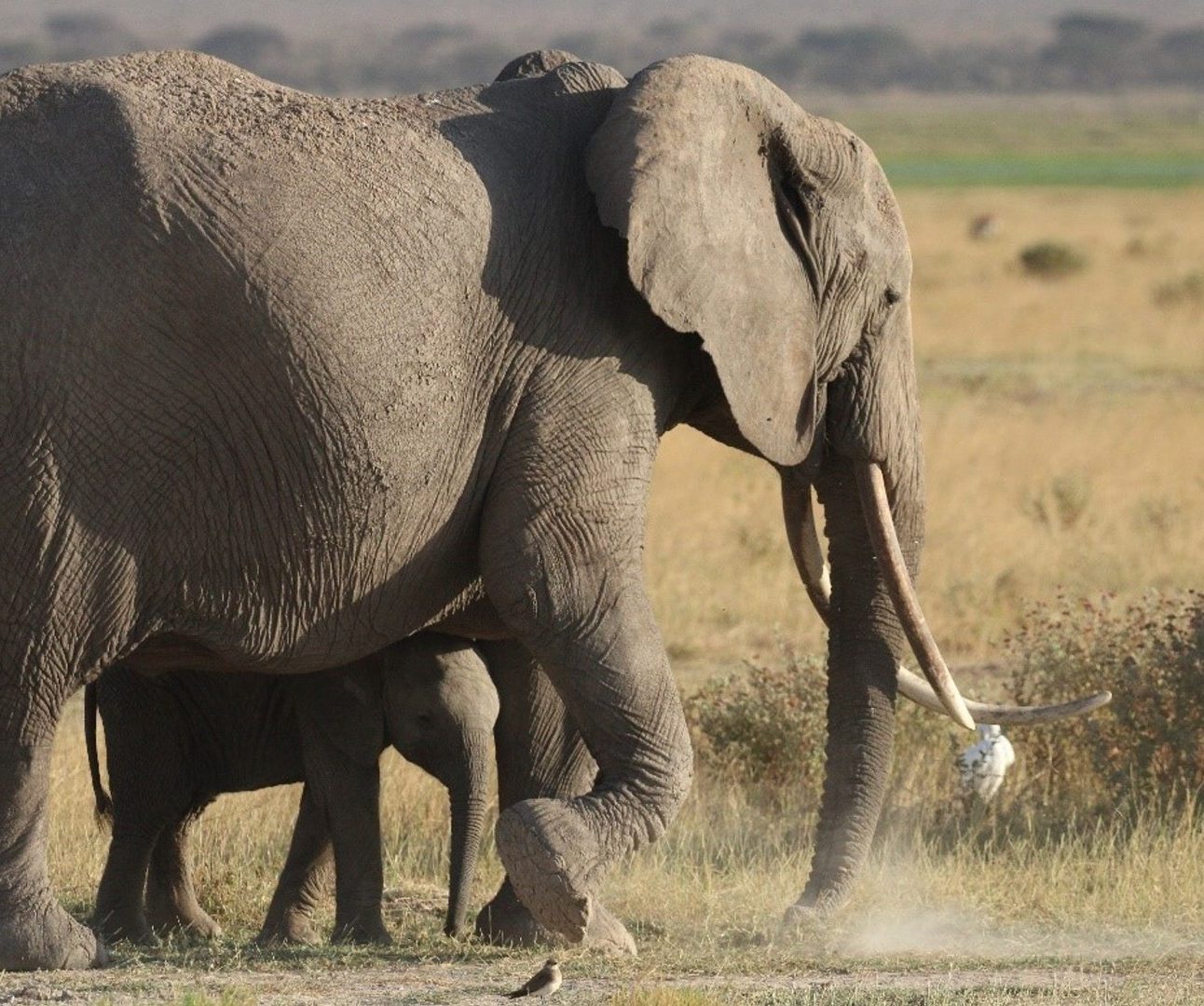 A mother elephant and her calf, walking across the savannah